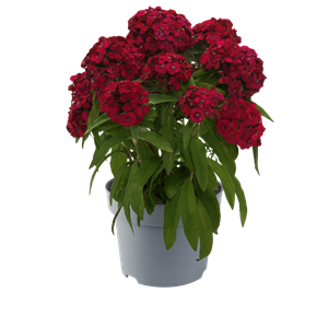 Bild von Ej Dianthus P19 Raspberry